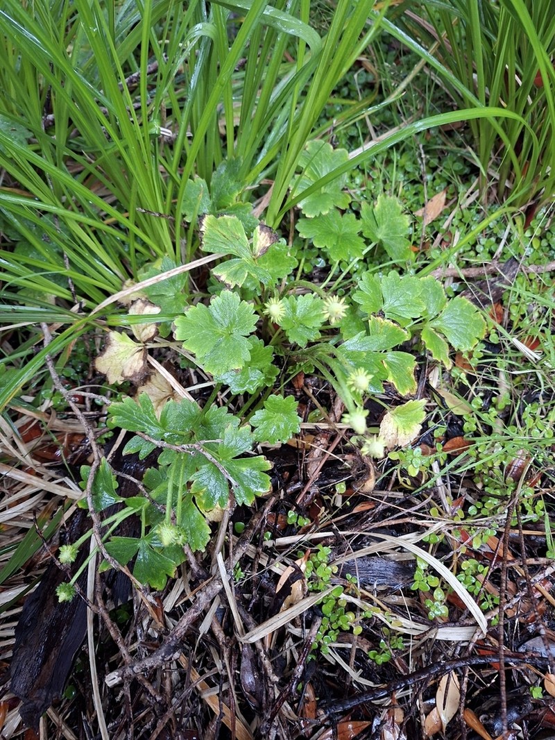 Ranunculus subscaposus photo 8