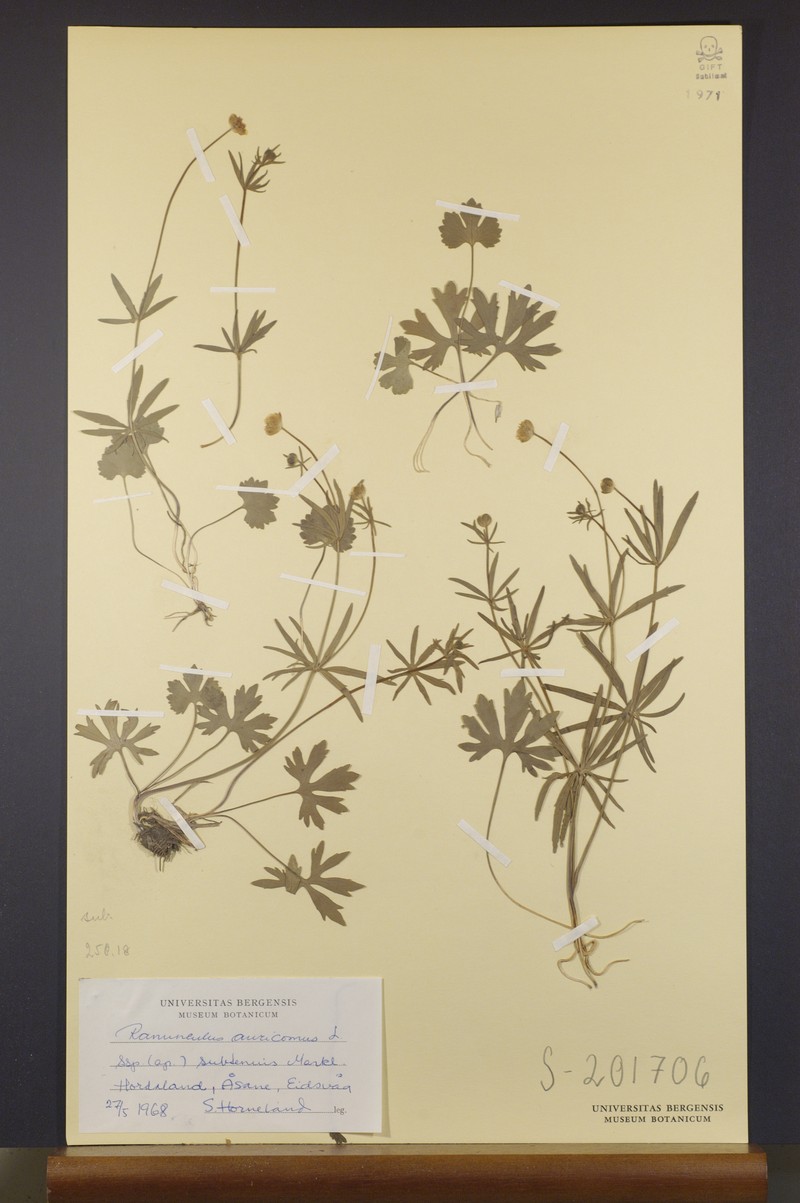 Ranunculus subtenuis