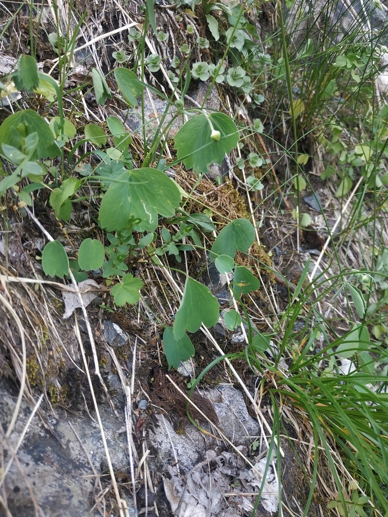 Ranunculus subtilis