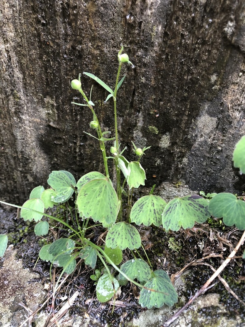 Ranunculus subtilis photo 2
