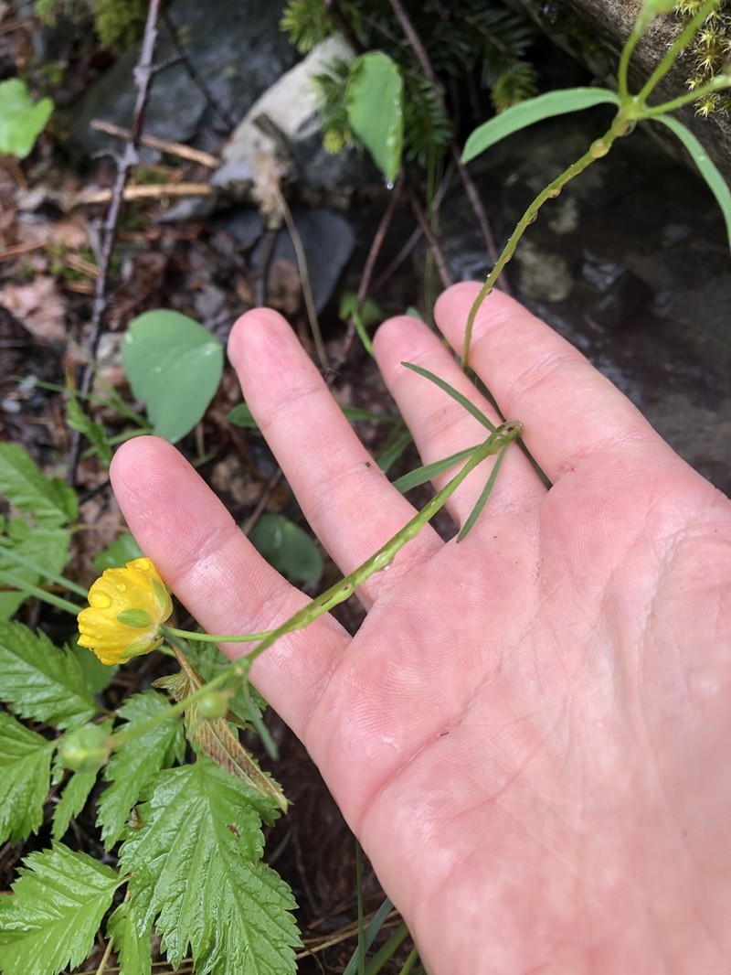 Ranunculus subtilis photo 3
