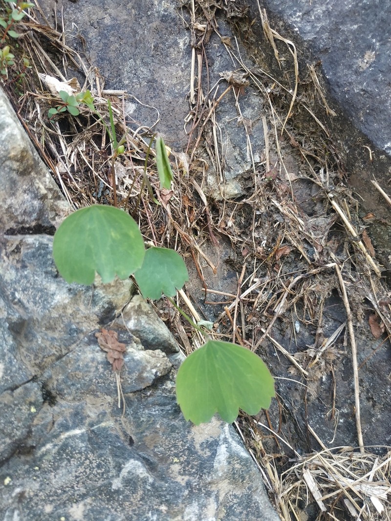 Ranunculus subtilis photo 4