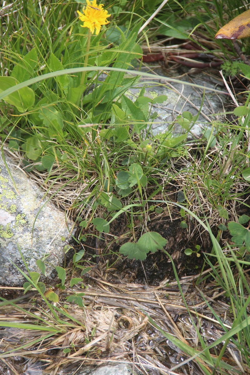 Ranunculus subtilis photo 5