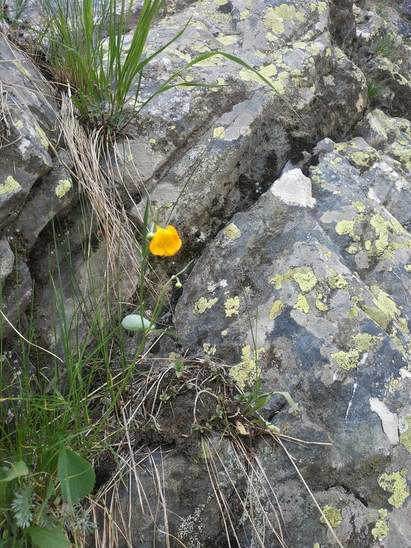 Ranunculus subtilis photo 6