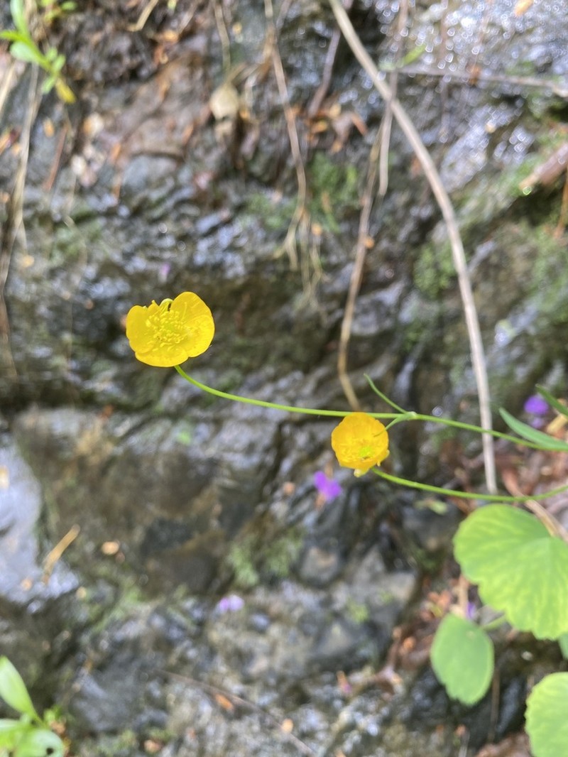 Ranunculus subtilis photo 7