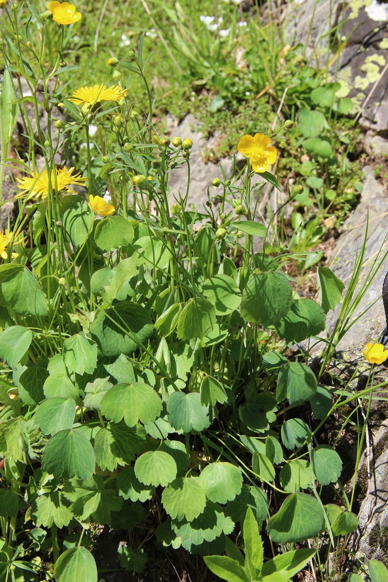 Ranunculus subtilis photo 8