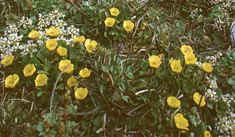 Sulphur Buttercup photo 2