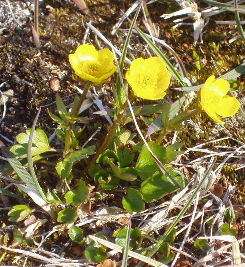 Sulphur Buttercup
