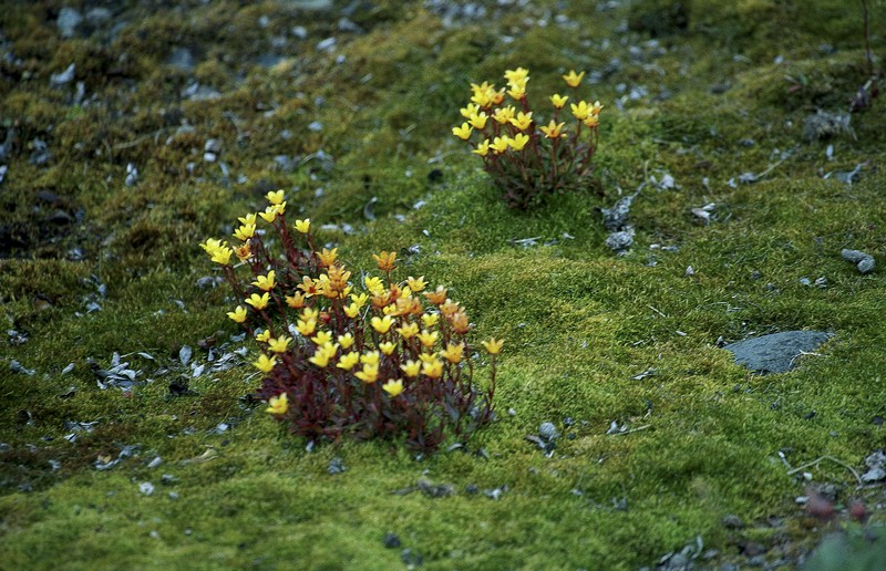 Sulphur Buttercup photo 4