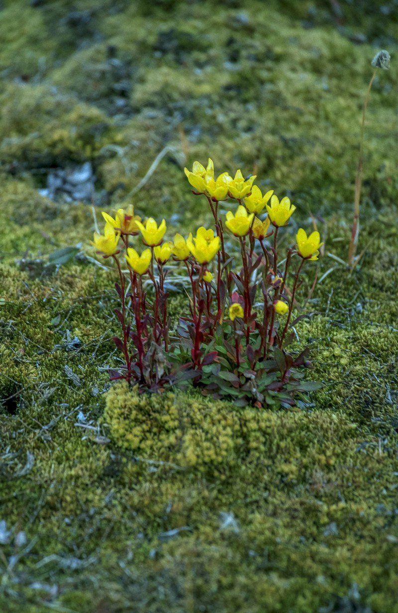 Sulphur Buttercup photo 5