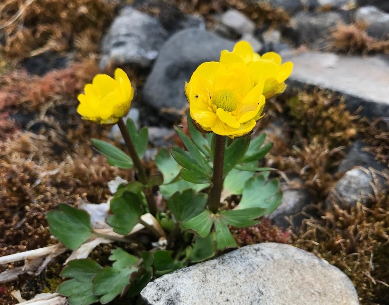 Sulphur Buttercup photo 3