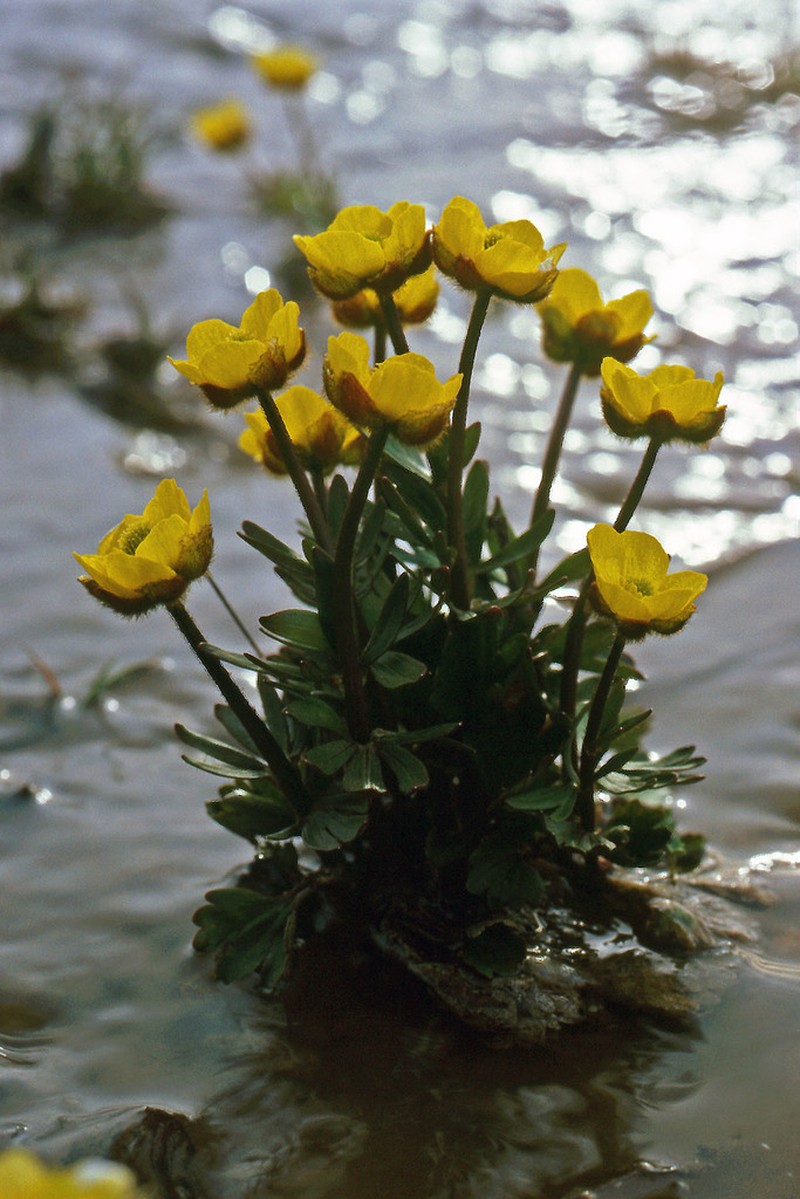 Sulphur Buttercup photo 4