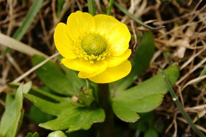 Sulphur Buttercup photo 5