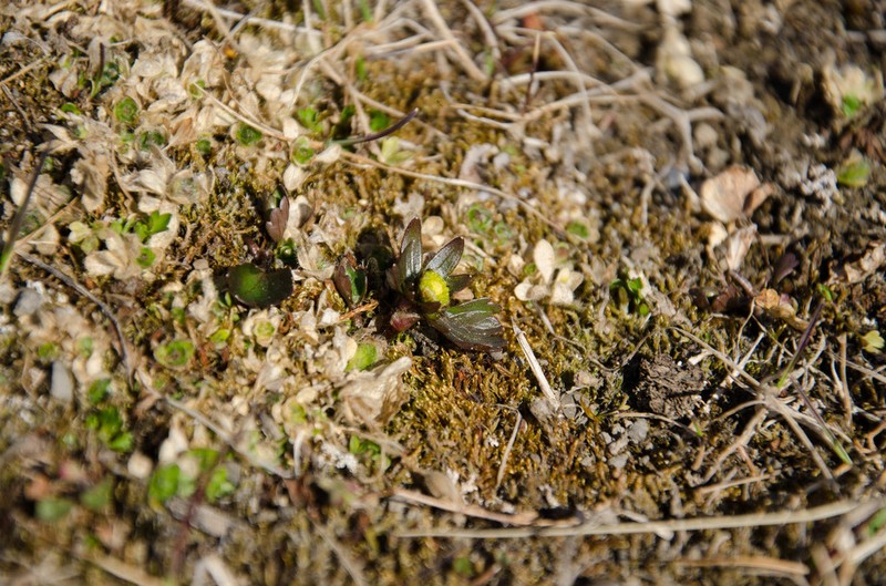 Sulphur Buttercup photo 6