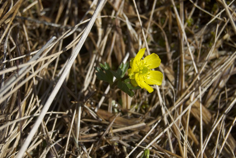 Sulphur Buttercup photo 7