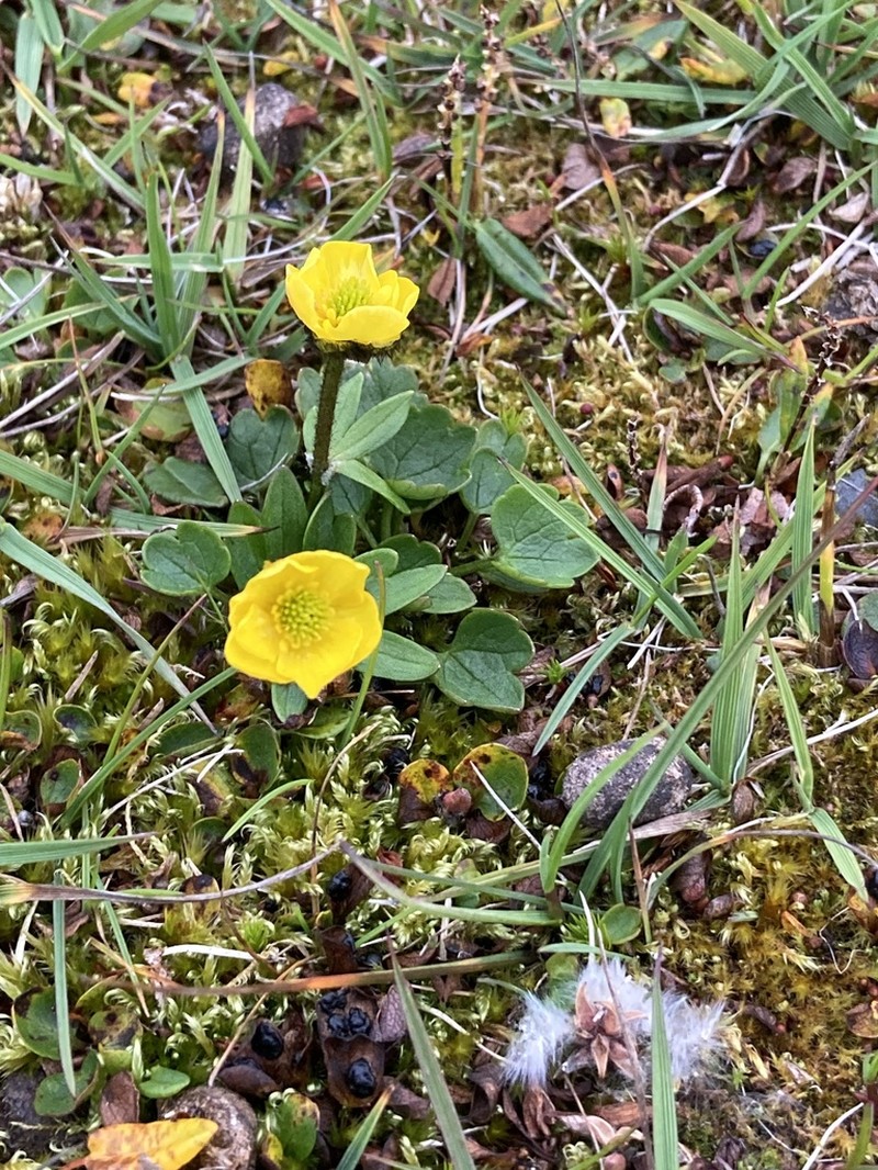 Sulphur Buttercup photo 8