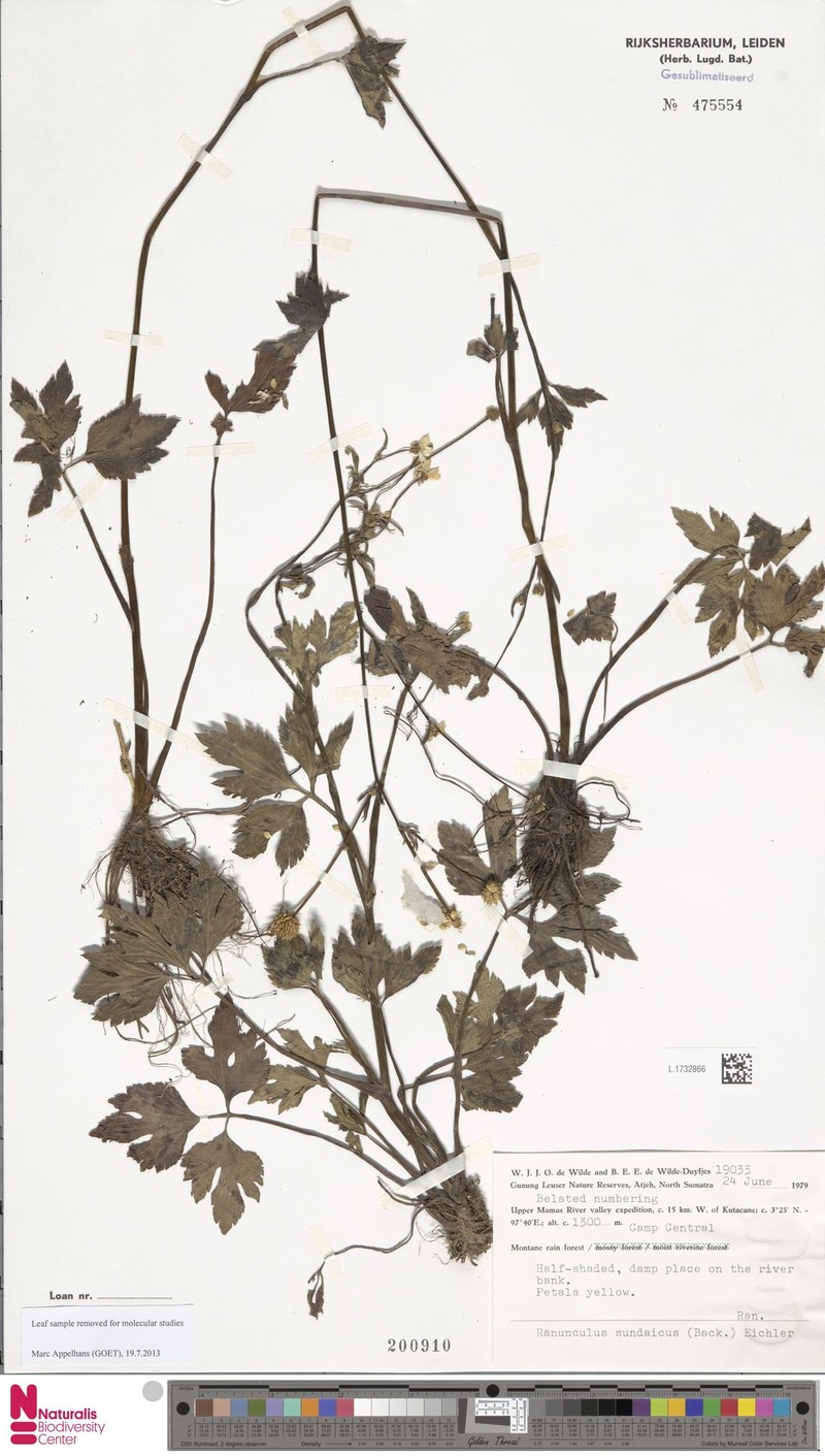 Ranunculus sundaicus