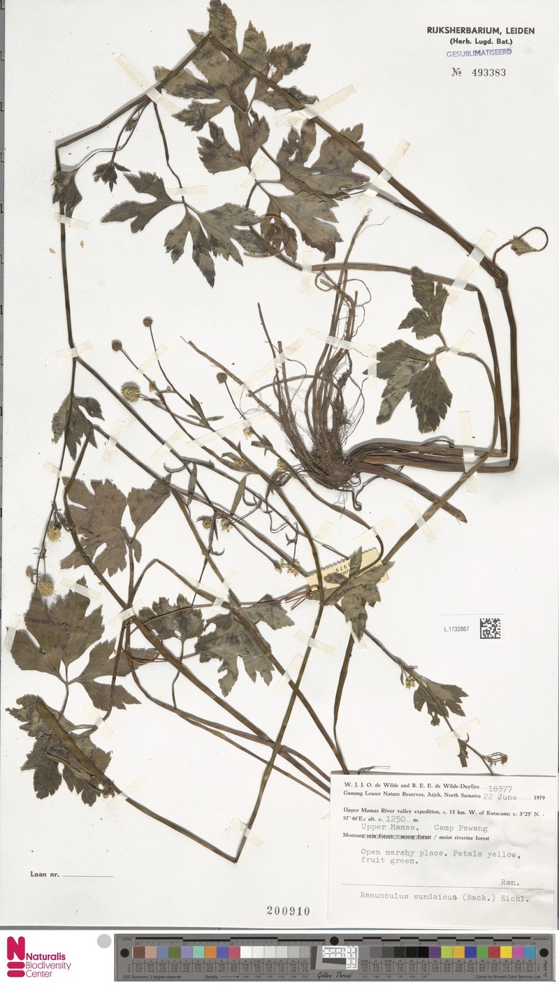 Ranunculus sundaicus photo 2