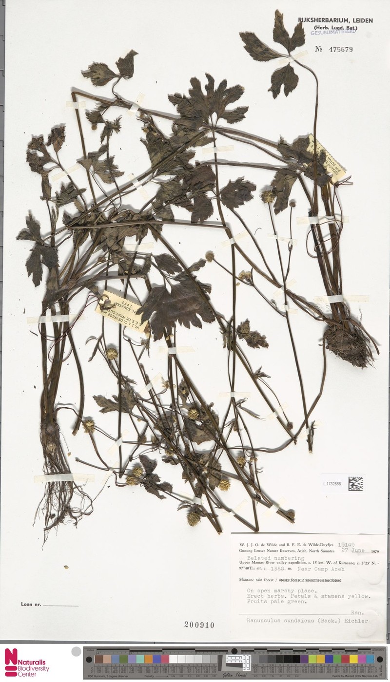 Ranunculus sundaicus photo 3