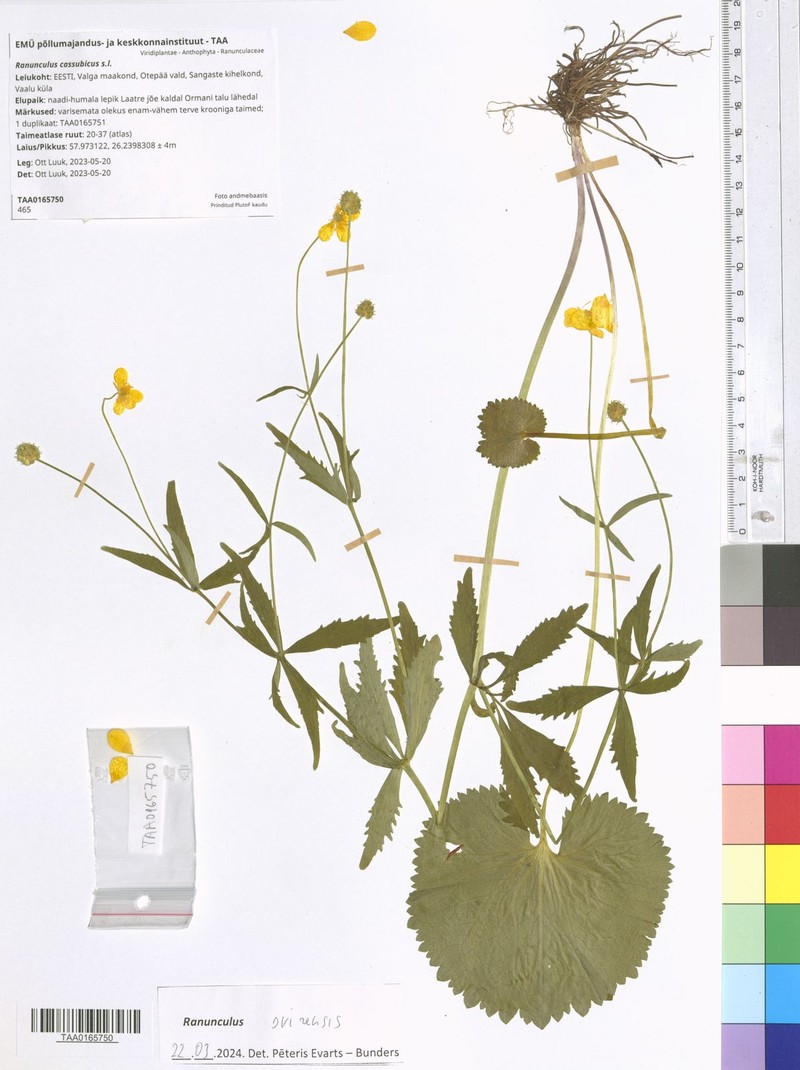 Ranunculus svirensis