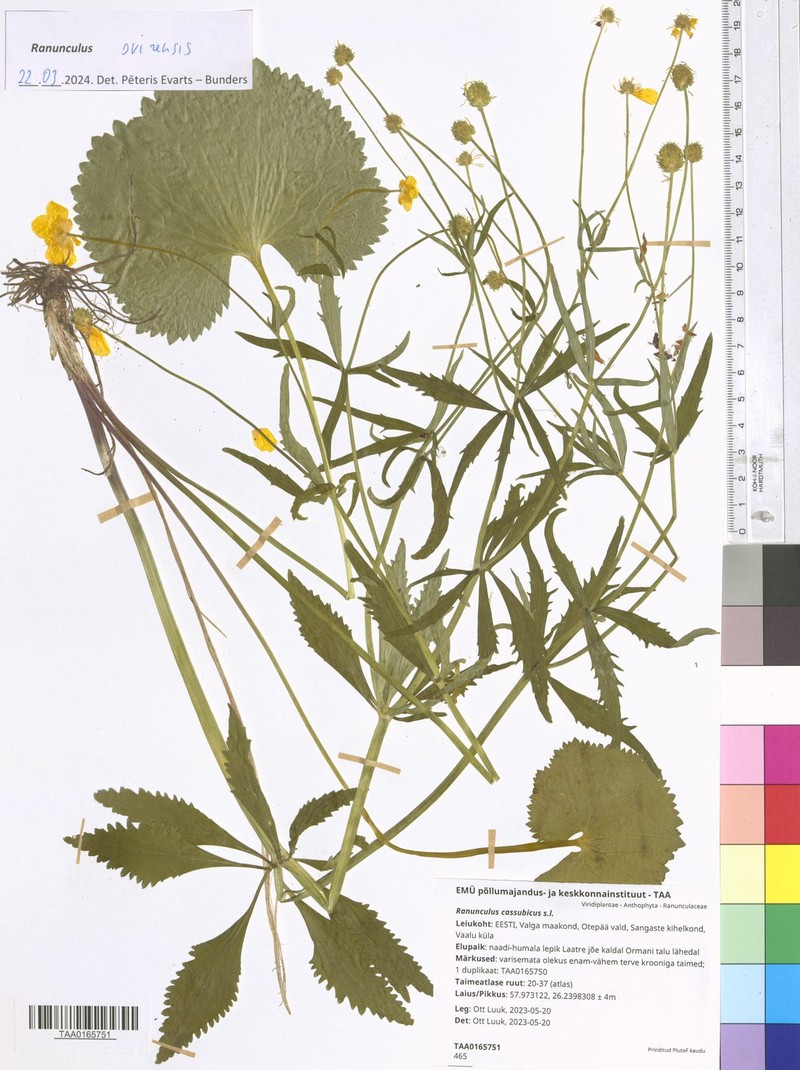 Ranunculus svirensis photo 2