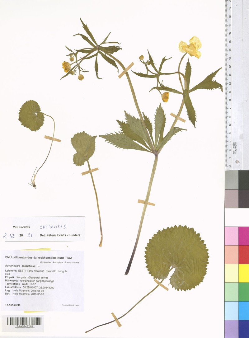 Ranunculus svirensis photo 3