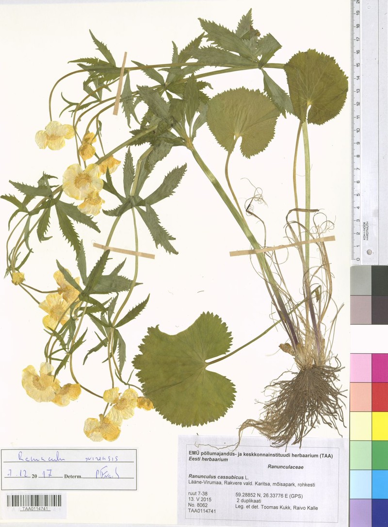 Ranunculus svirensis photo 4