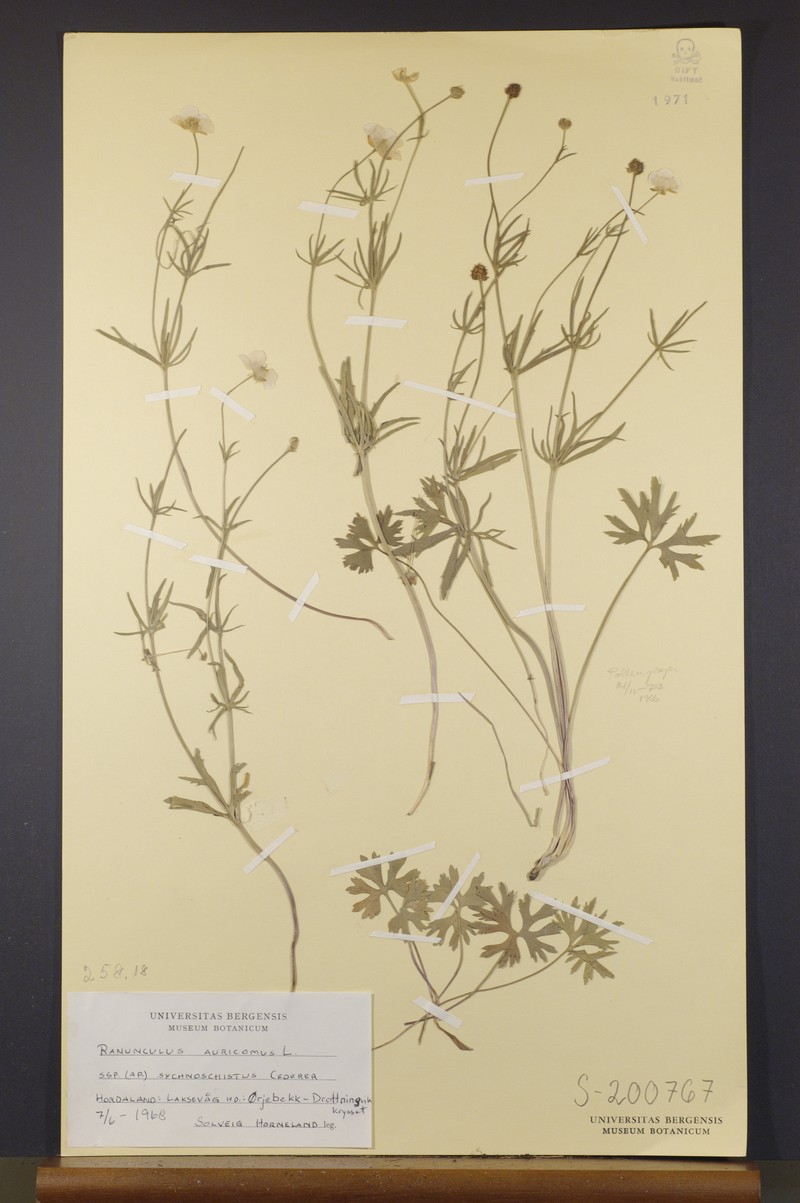 Ranunculus sychnoschistus