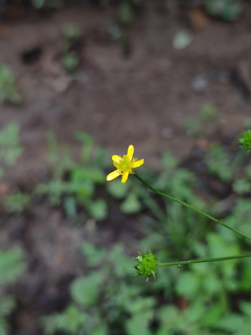 Ranunculus tachiroi photo 2