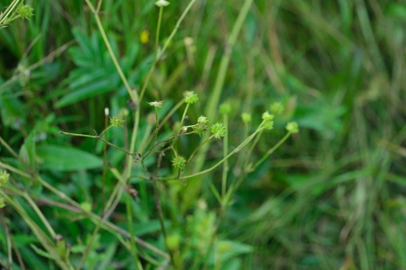 Ranunculus tachiroi photo 3