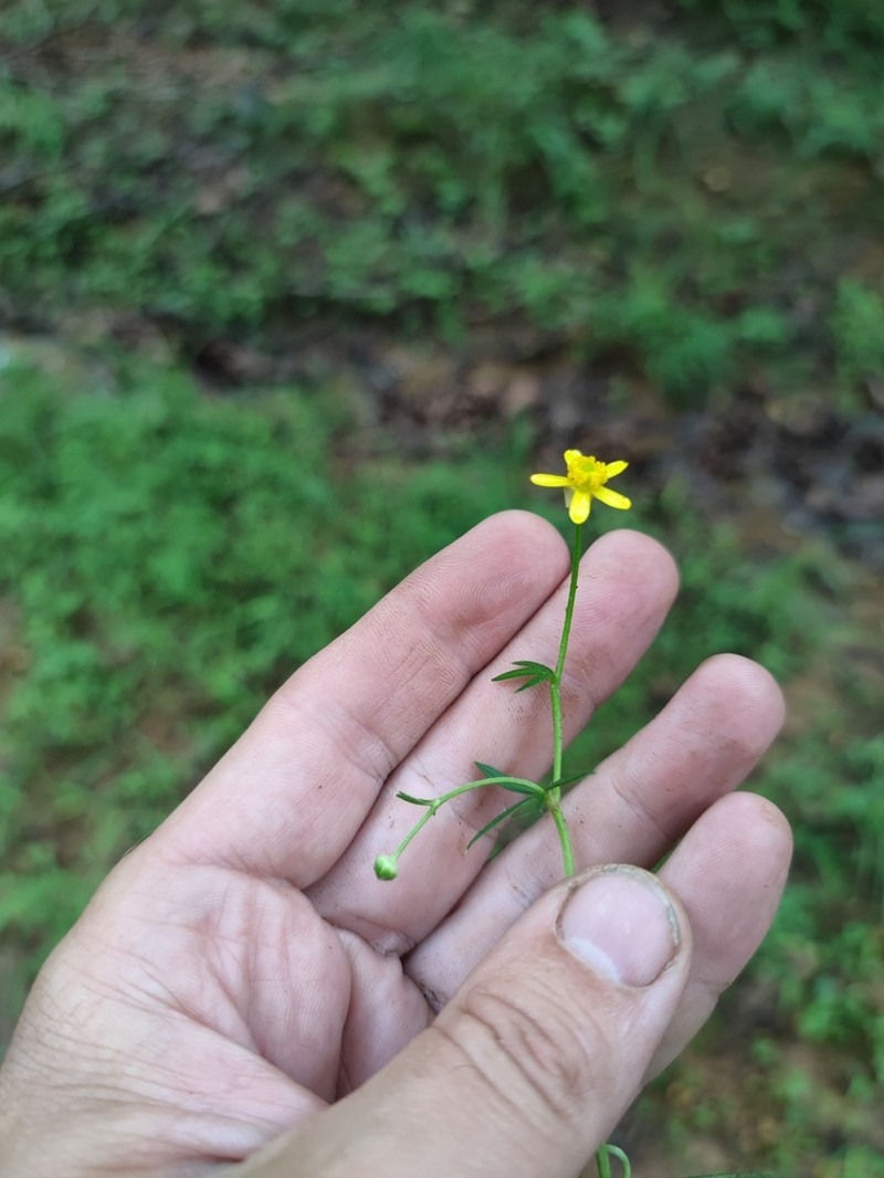 Ranunculus tachiroi photo 4