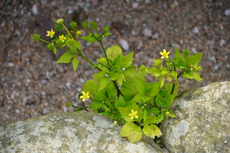 Ranunculus tachiroi photo 5