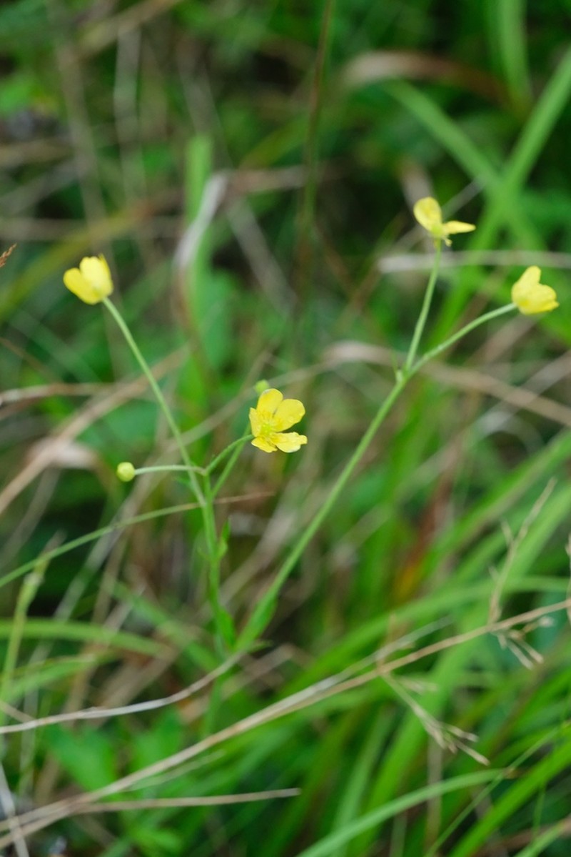 Ranunculus tachiroi photo 7