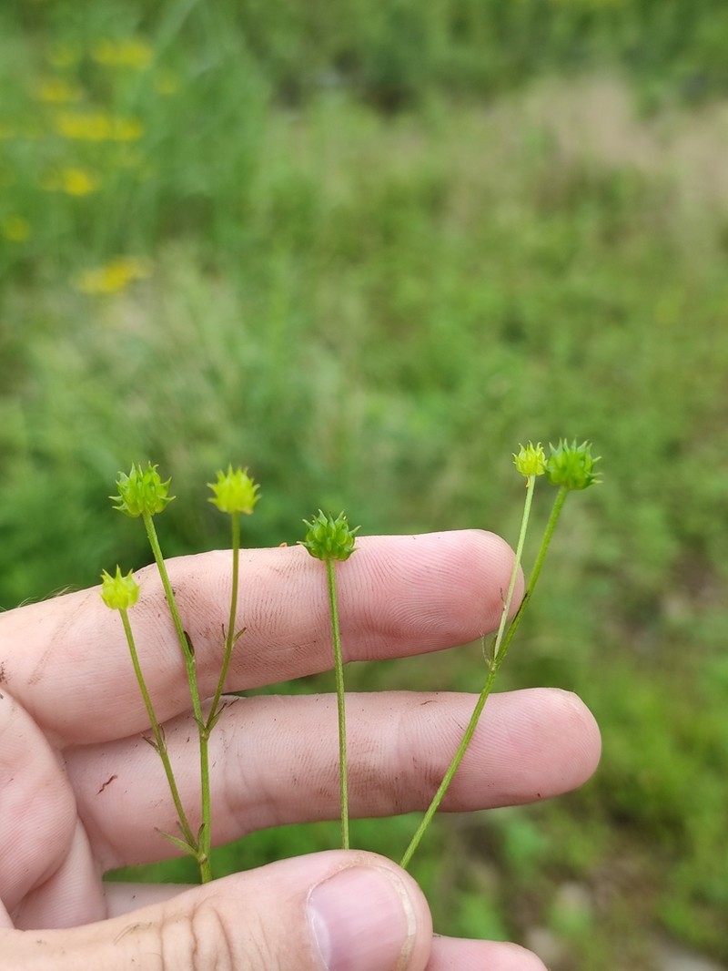 Ranunculus tachiroi photo 8