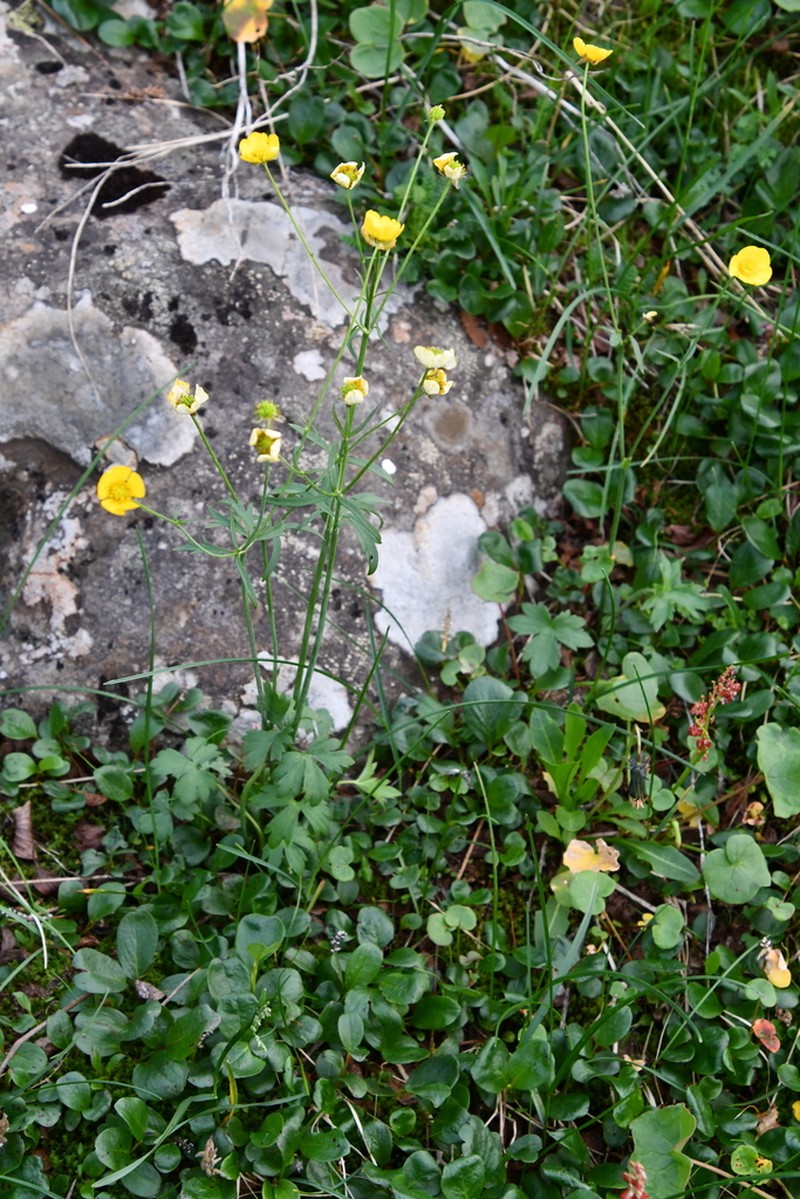 Ranunculus taigaensis