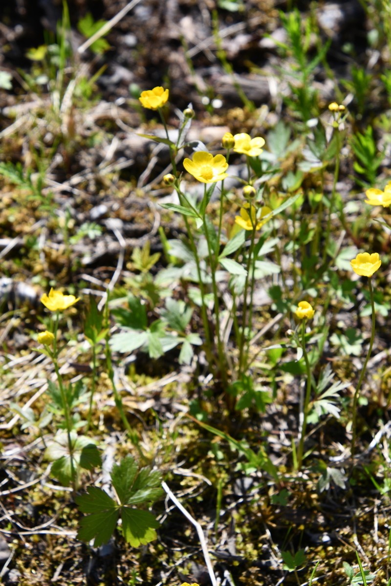 Ranunculus taigaensis photo 2