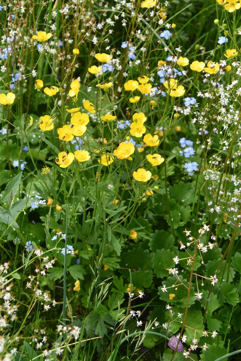 Ranunculus taigaensis photo 3