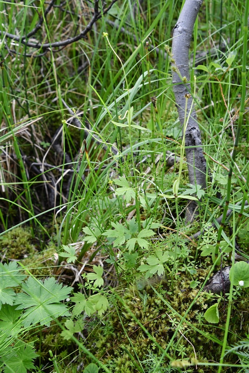 Ranunculus taigaensis photo 4