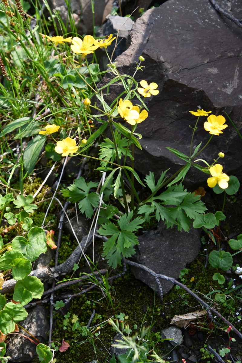 Ranunculus taigaensis photo 5