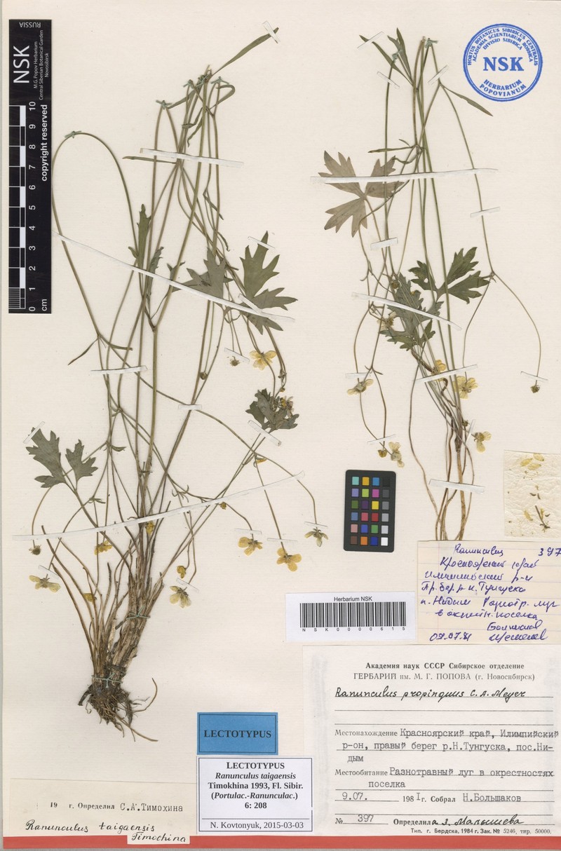 Ranunculus taigaensis photo 6