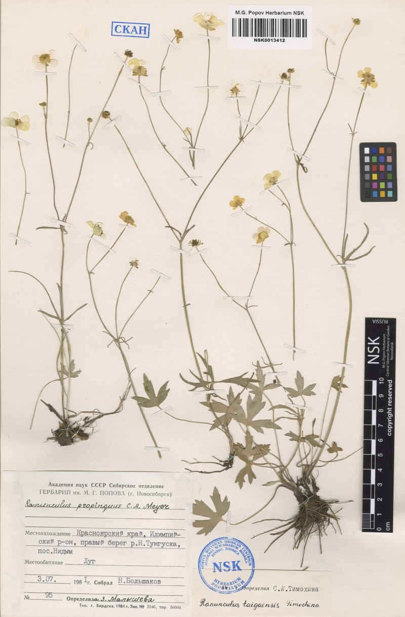 Ranunculus taigaensis photo 7