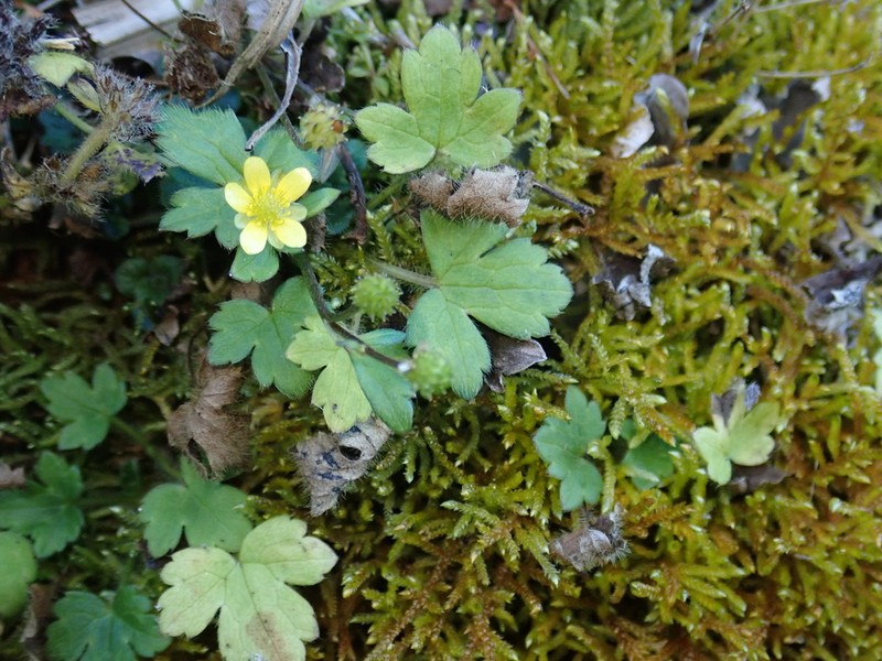 Ranunculus taisanensis