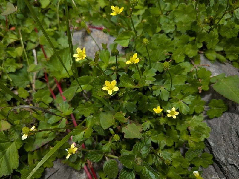 Ranunculus taisanensis photo 2