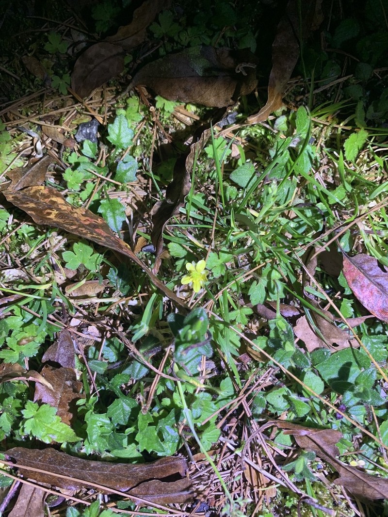 Ranunculus taisanensis photo 3