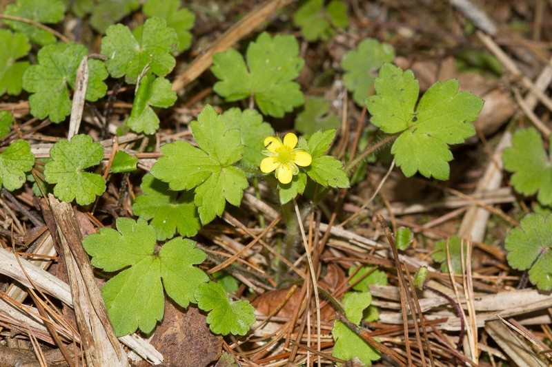 Ranunculus taisanensis photo 4