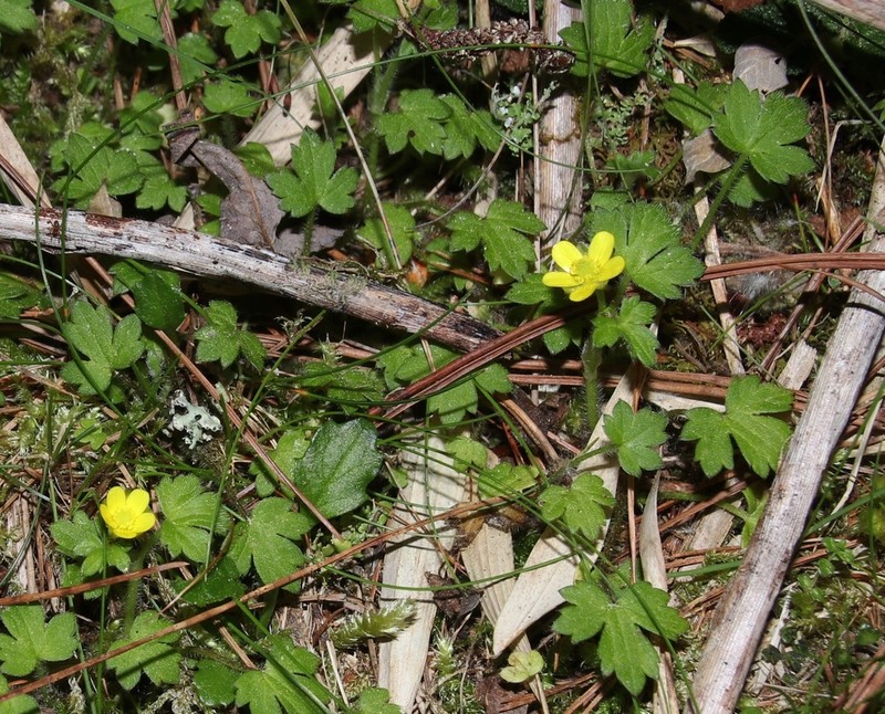 Ranunculus taisanensis photo 5
