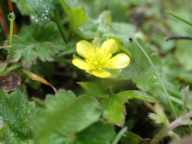 Ranunculus taisanensis photo 6