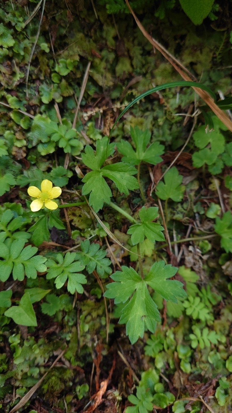 Ranunculus taisanensis photo 8