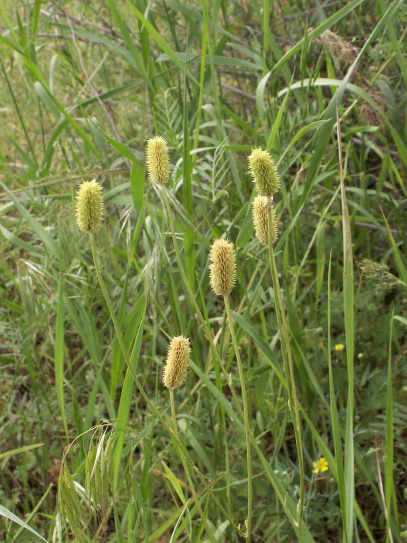 Ranunculus tenuilobus