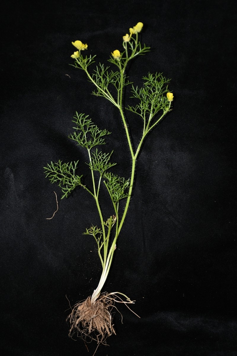 Ranunculus tenuilobus photo 3